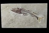Cretaceous Predatory Fish (Eurypholis) - Hakel, Lebanon #173156-1